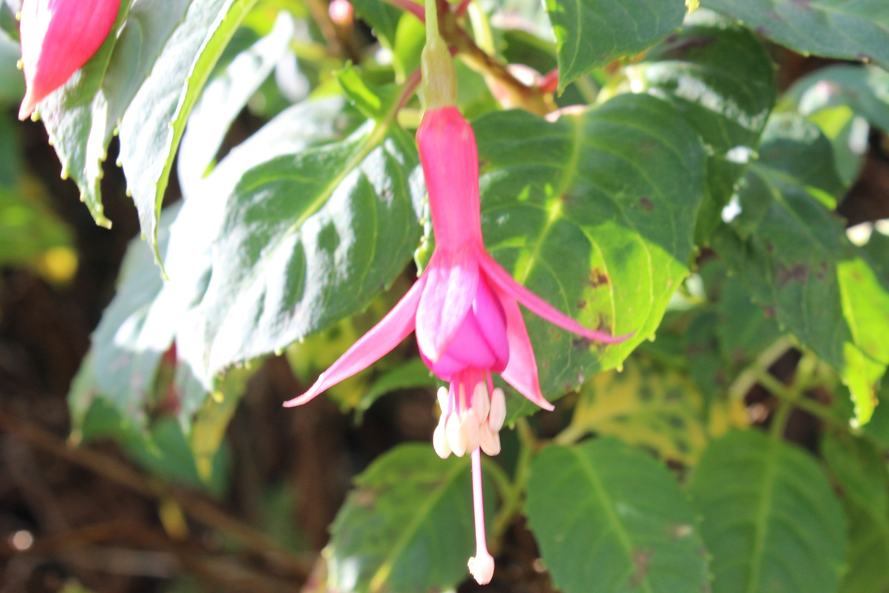 fuchsia
