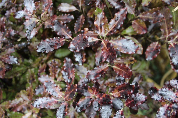 Pittosporum 'Tom Thumb'