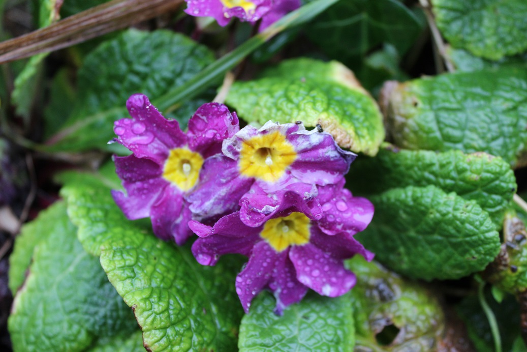 primula