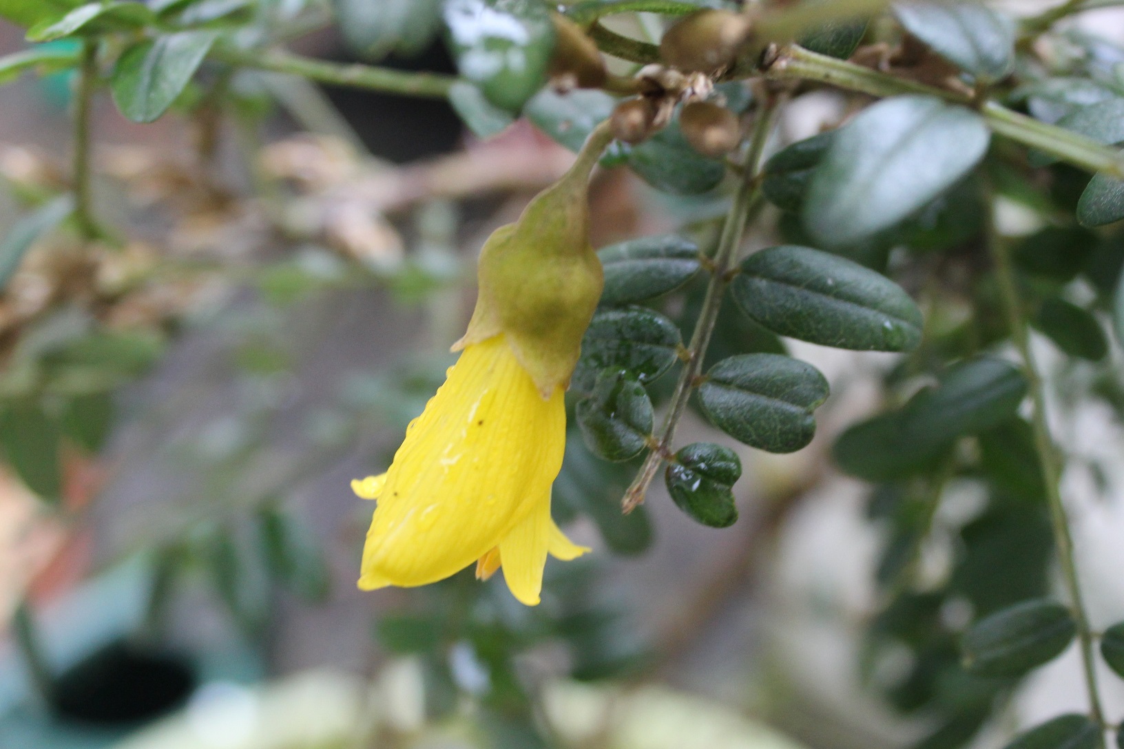 Sophora microphylla