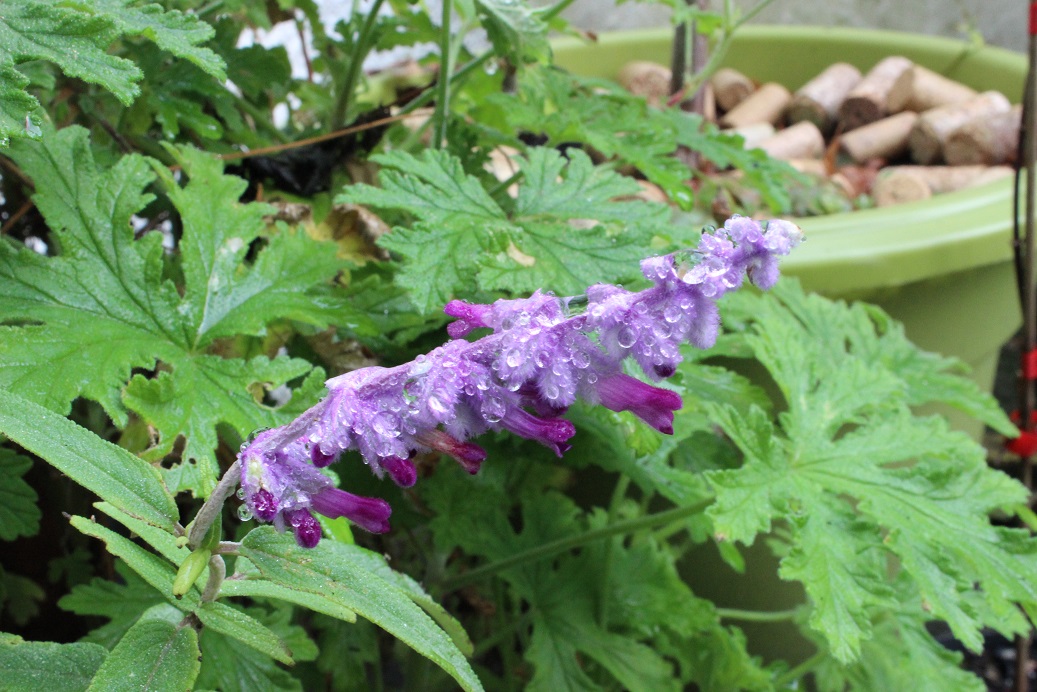 Salvia leucantha 'Midnight'