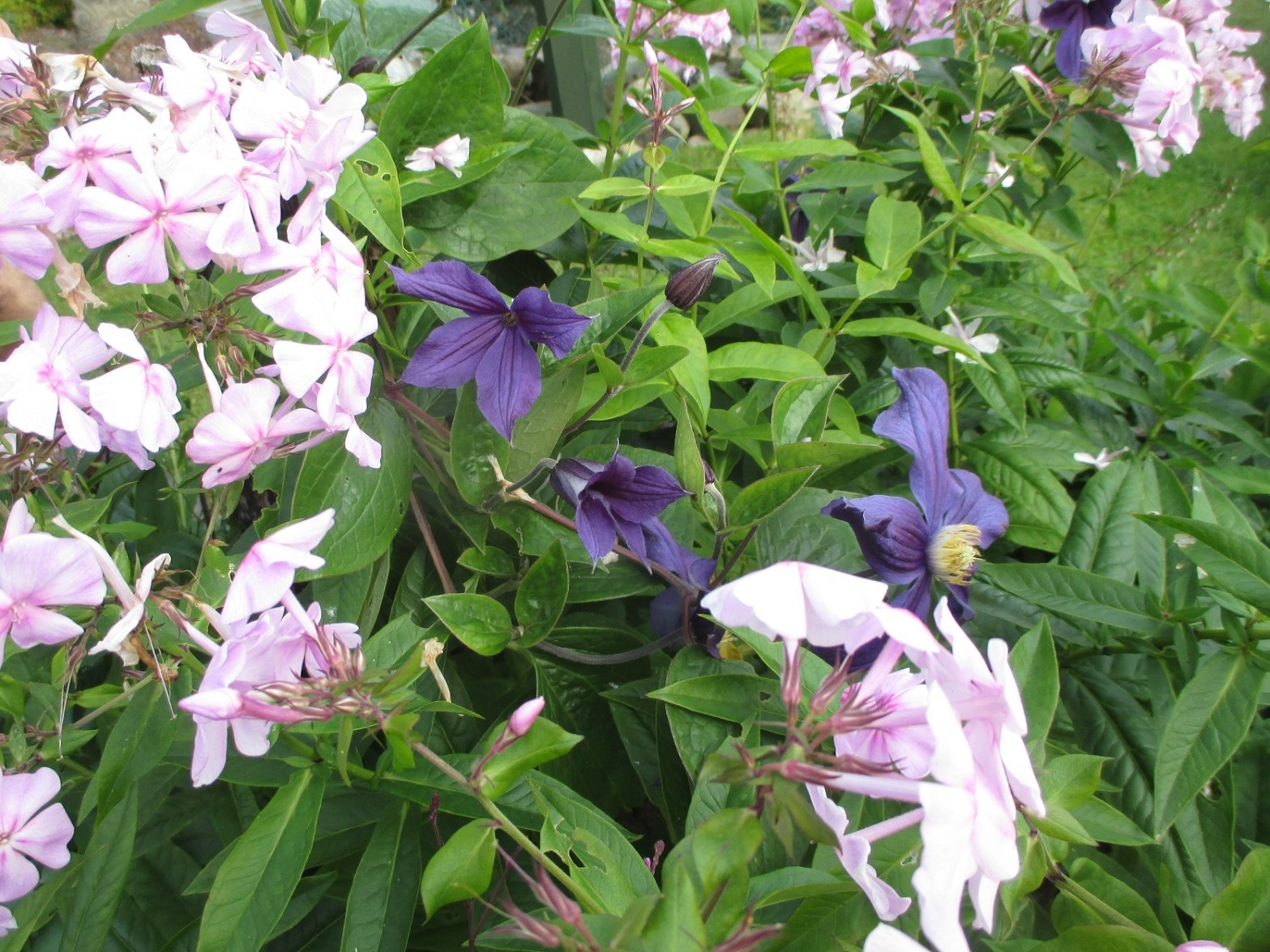 clematis and phlox
