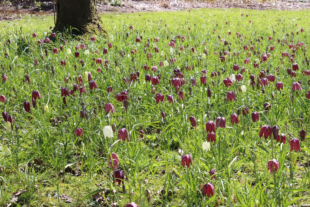 snake's head fritillary