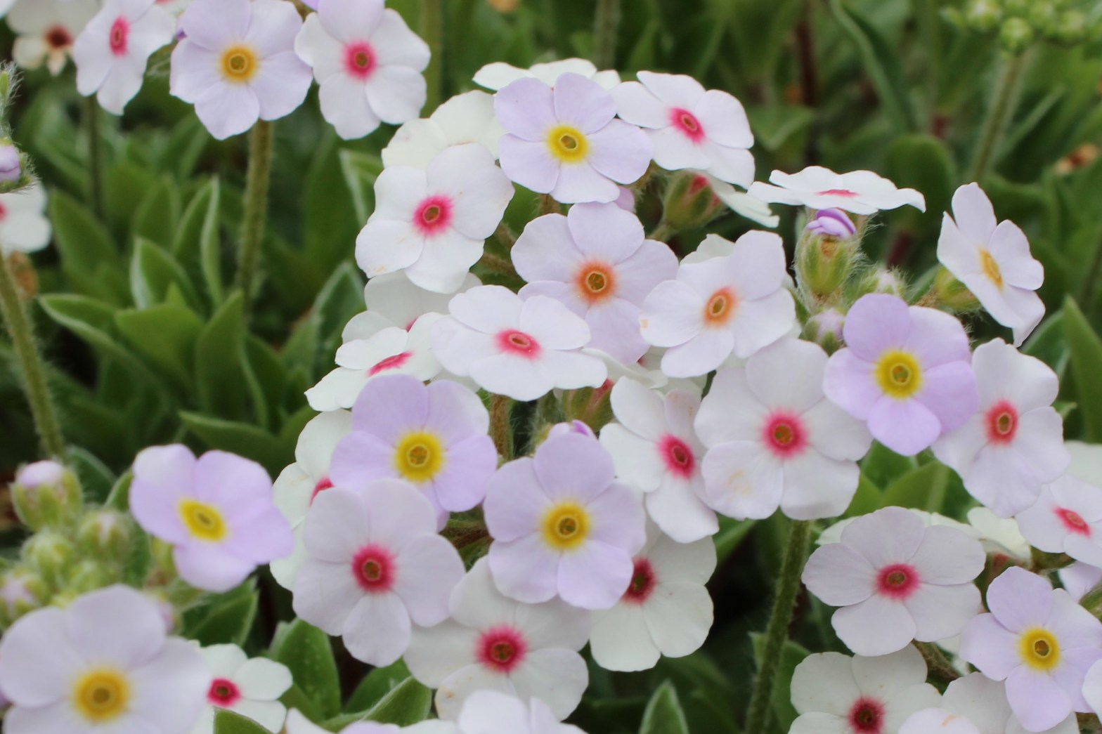 Androsace lanuginosa