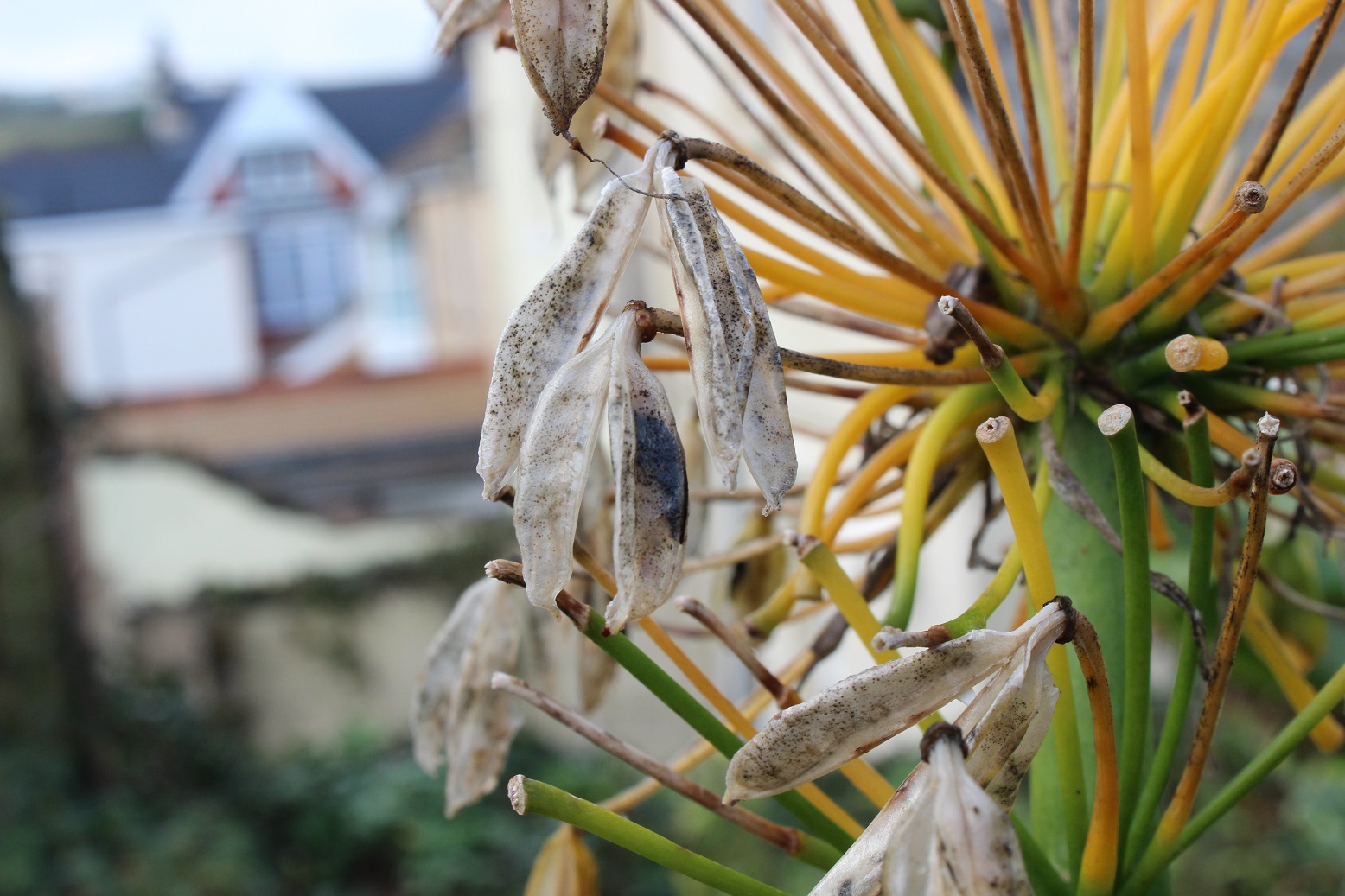 agapanthus seed head