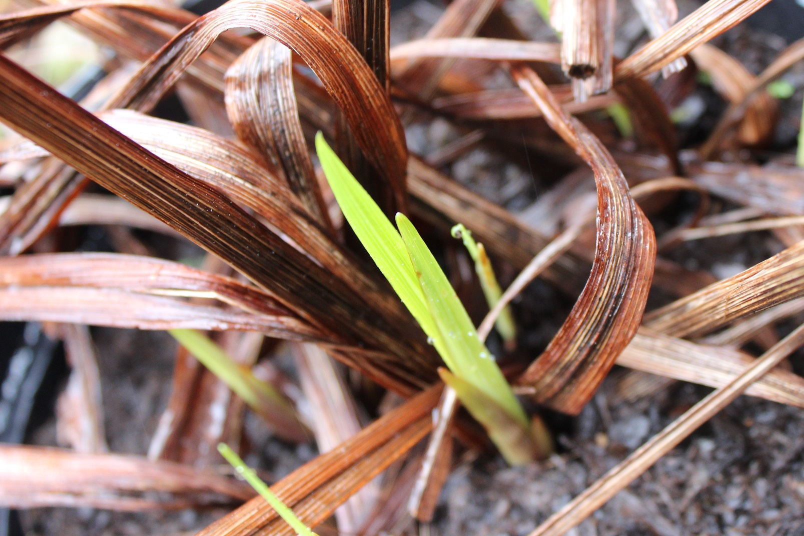 crocosmia