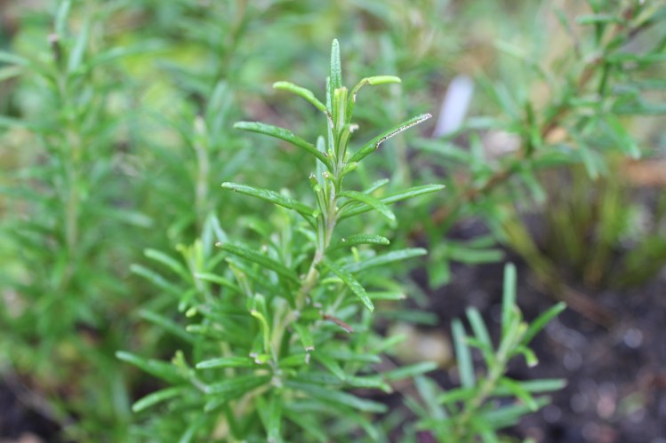 rosemary