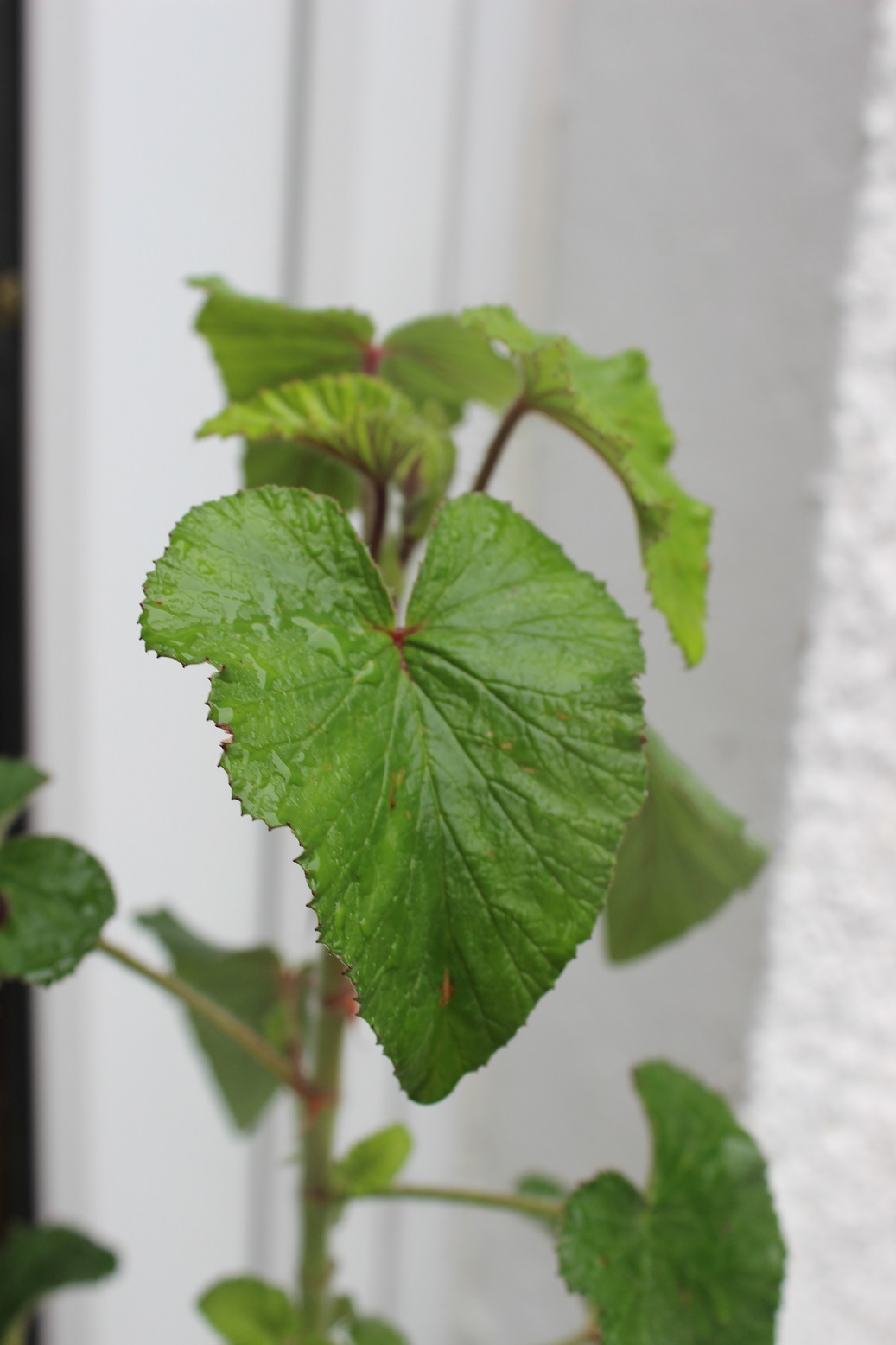 Pelargonium cordifolium