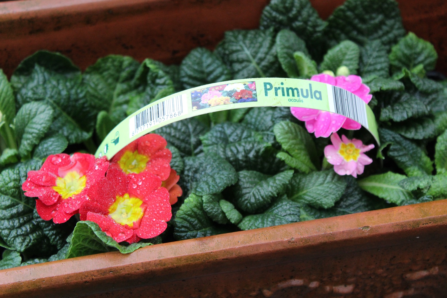 primulas