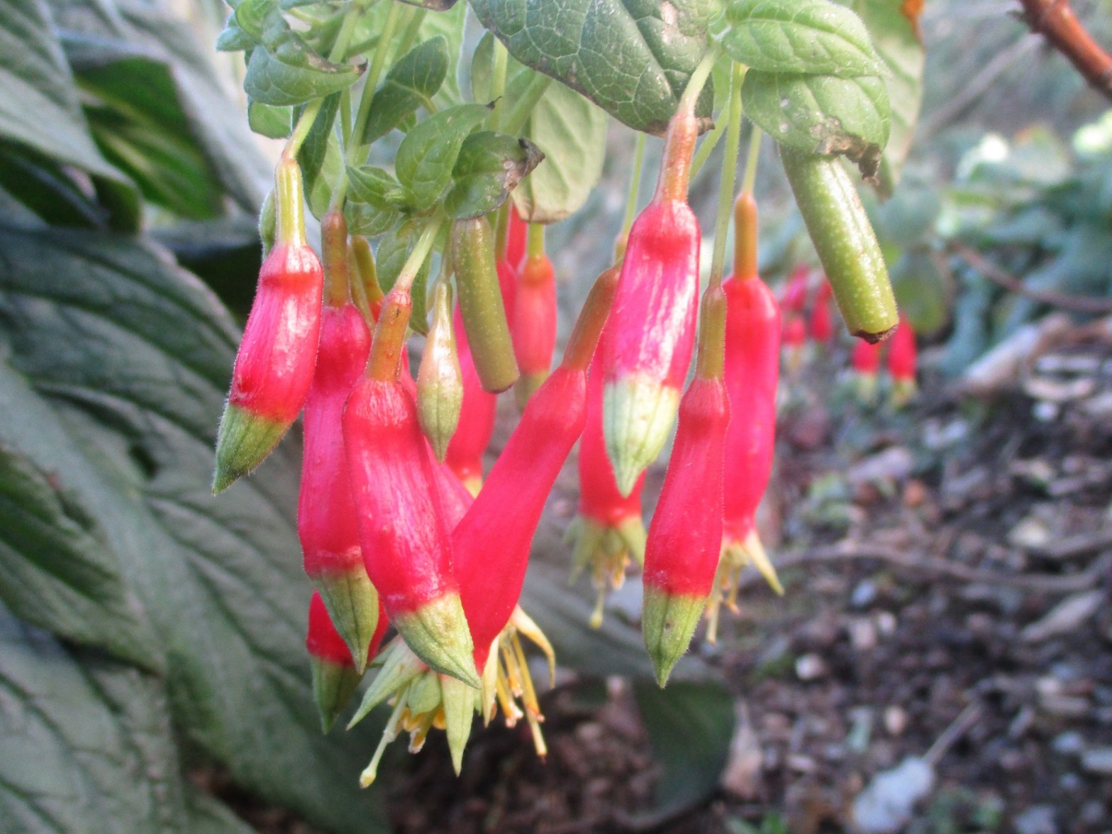 Fuchsia splendens