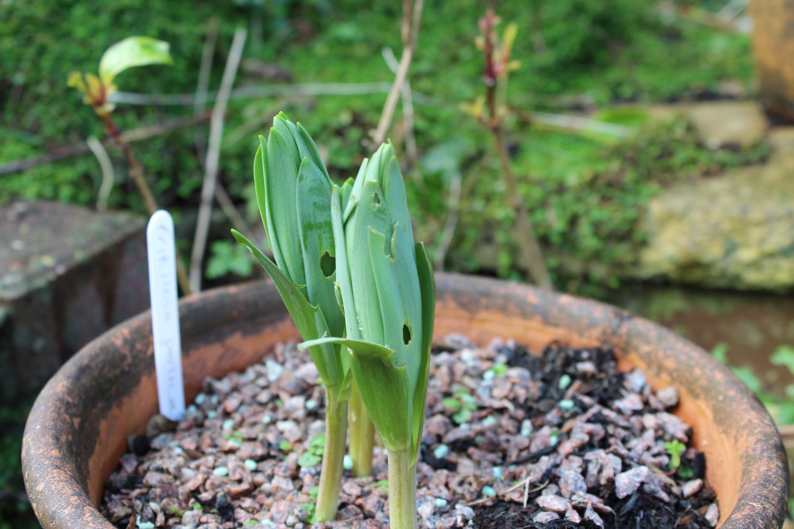 Fritillaria persica