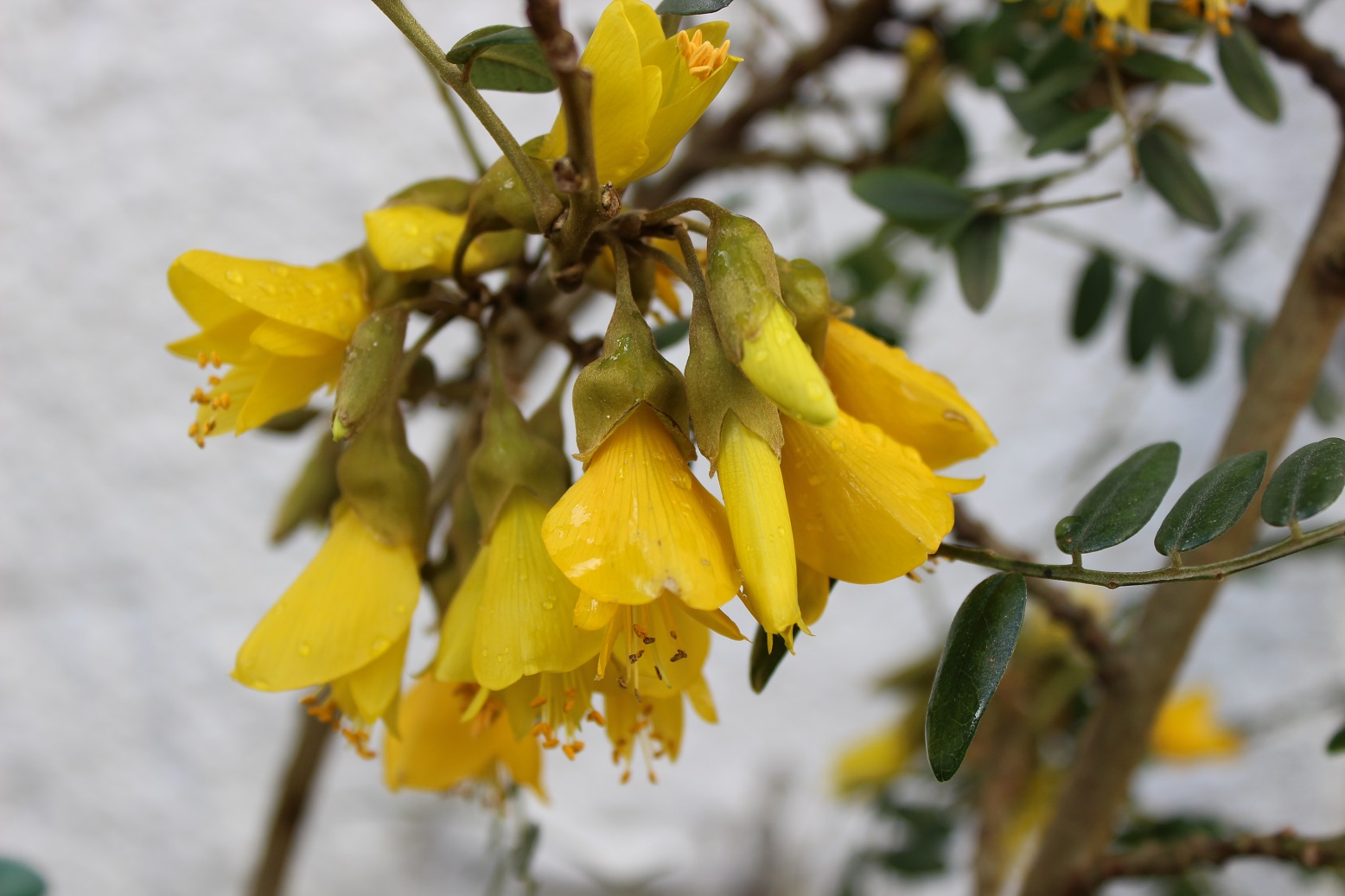 Sophora microphylla