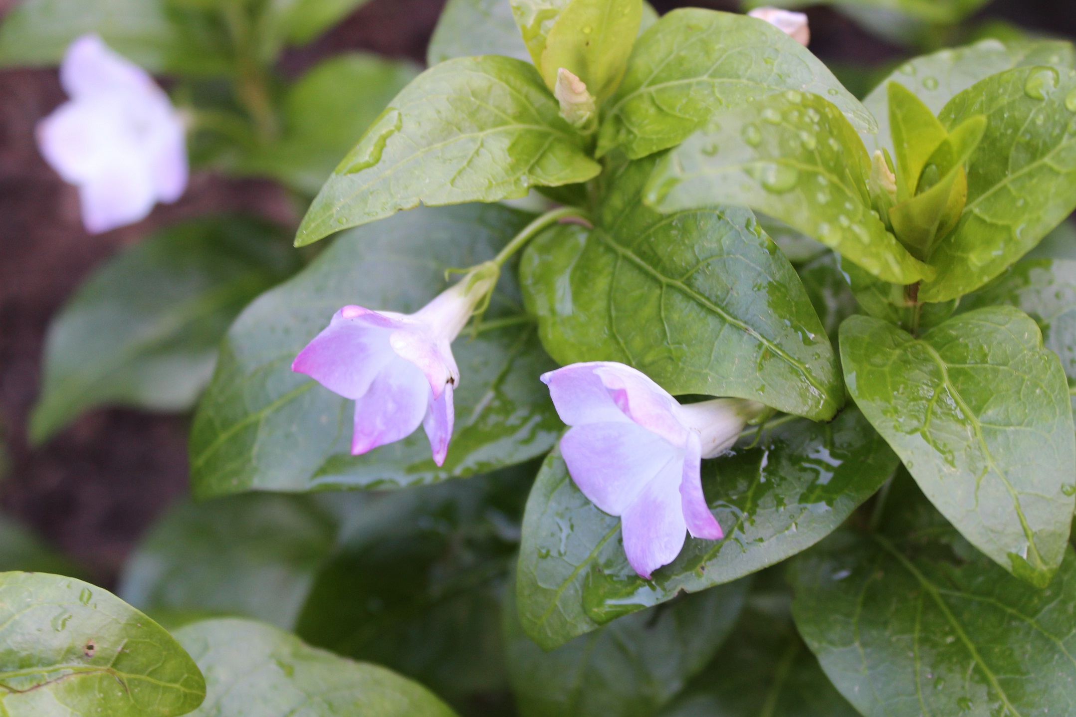 Vinca 'Jenny Pym'