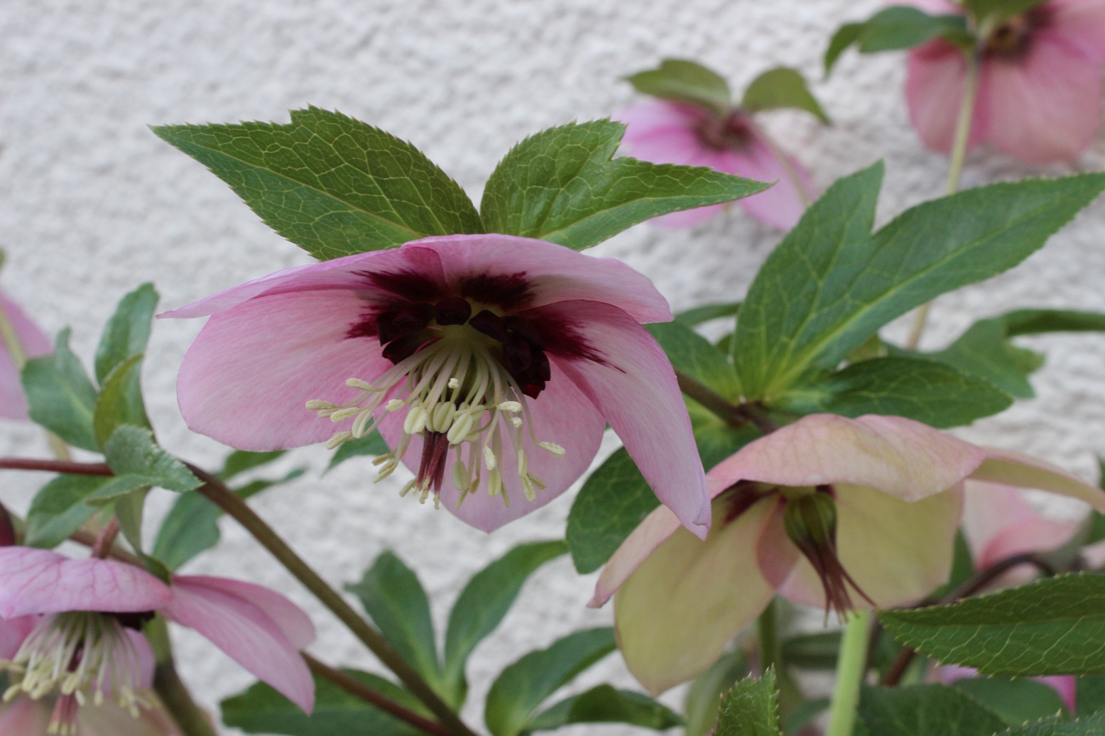 hellebore