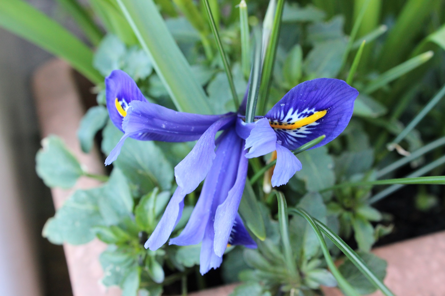 Iris reticulata