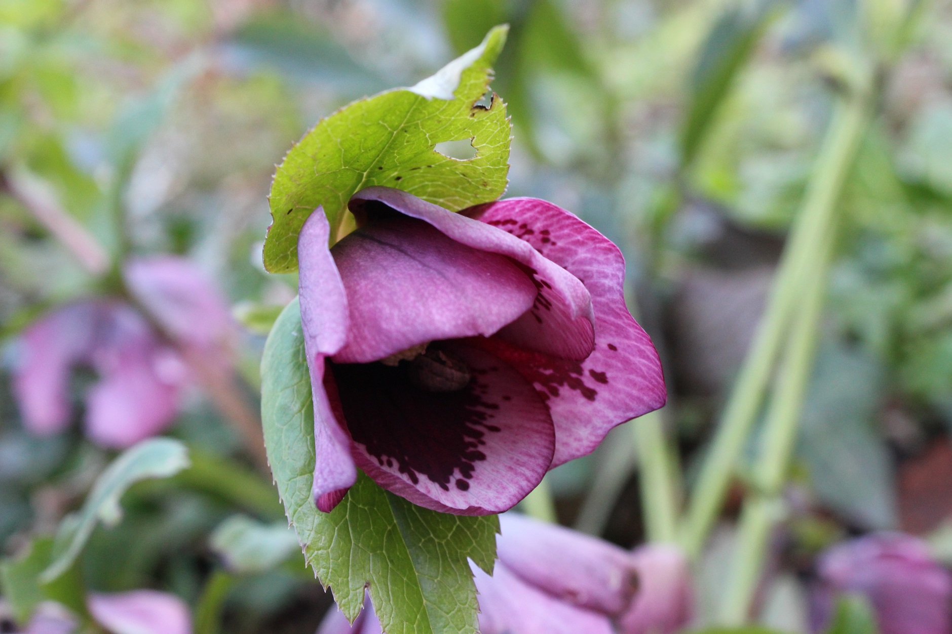 Hellebore