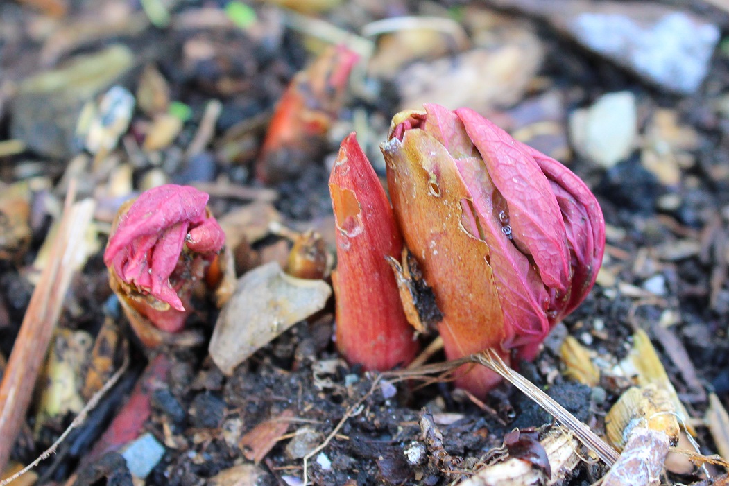 Paeonia mlokosewitschii