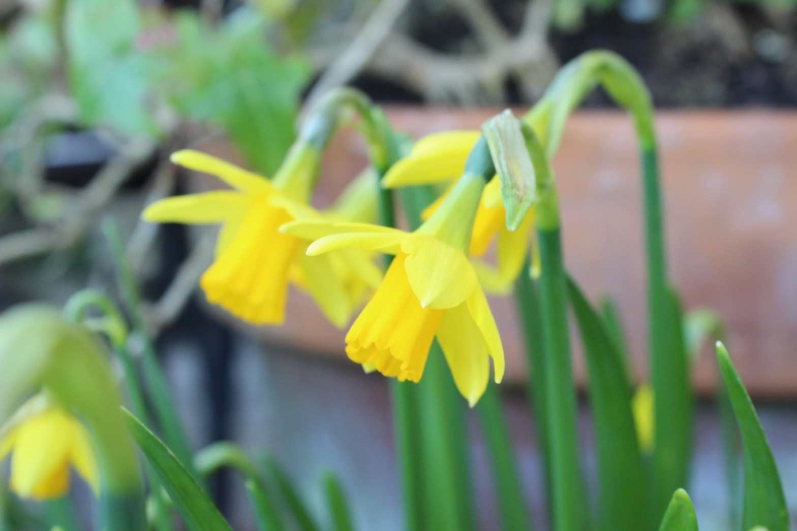 Narcissus 'Tête-à-Tête' 