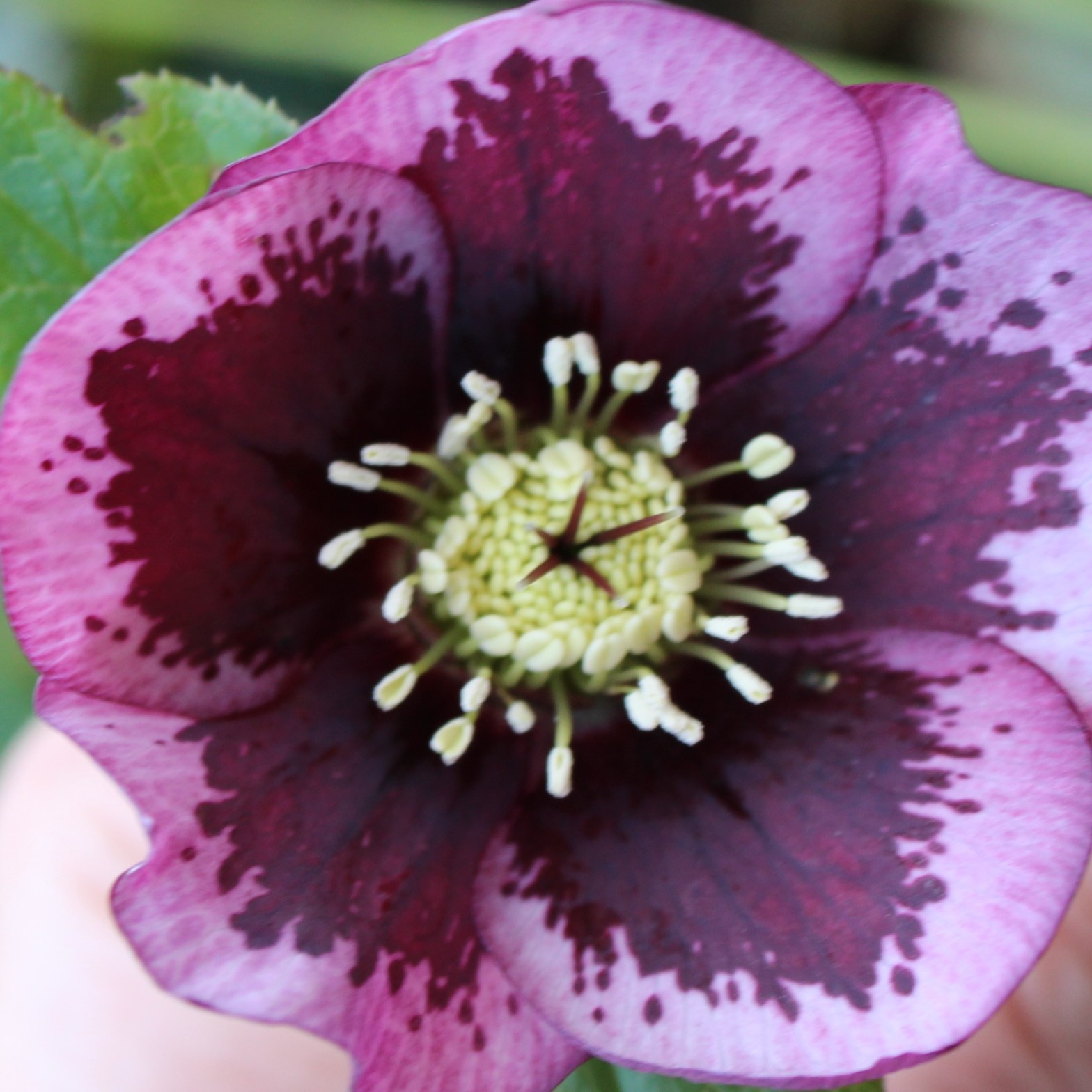 hellebore