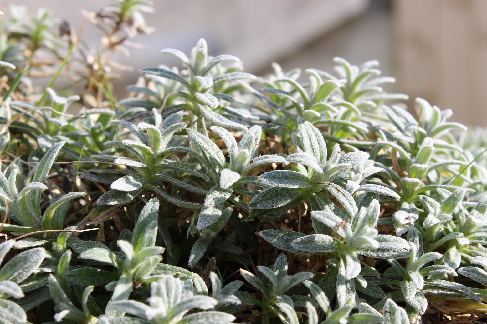 Cerastium tomentosum