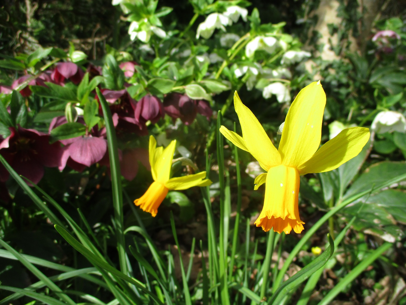 Daffodil and hellebore