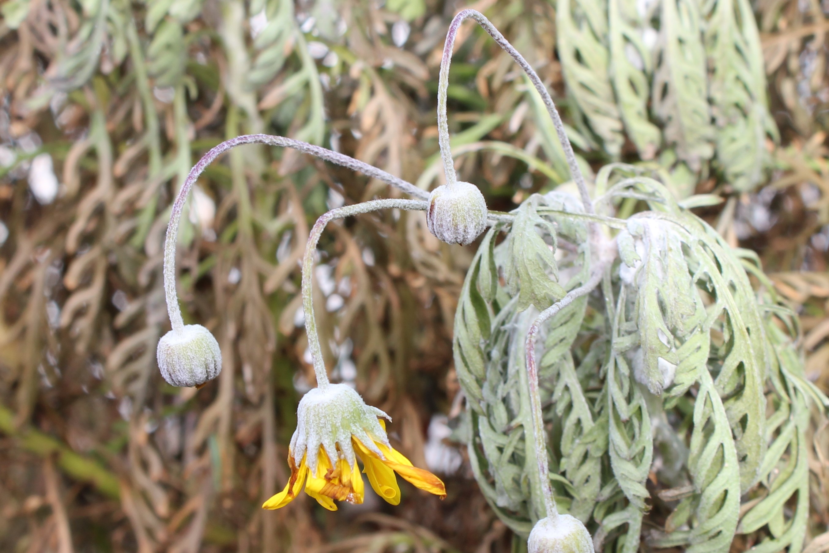Euryops chrysanthemoides