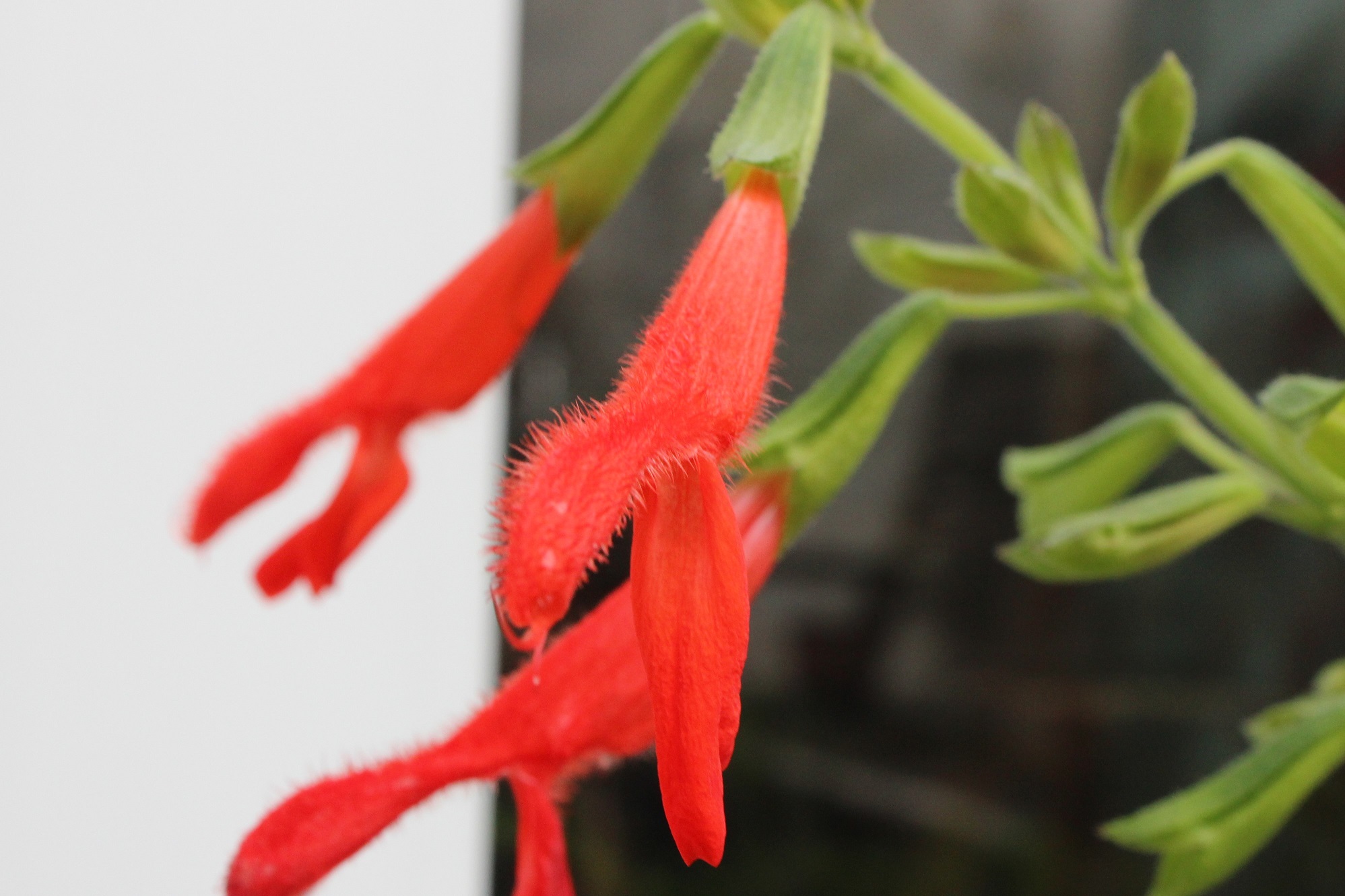 Salvia gesneriflora