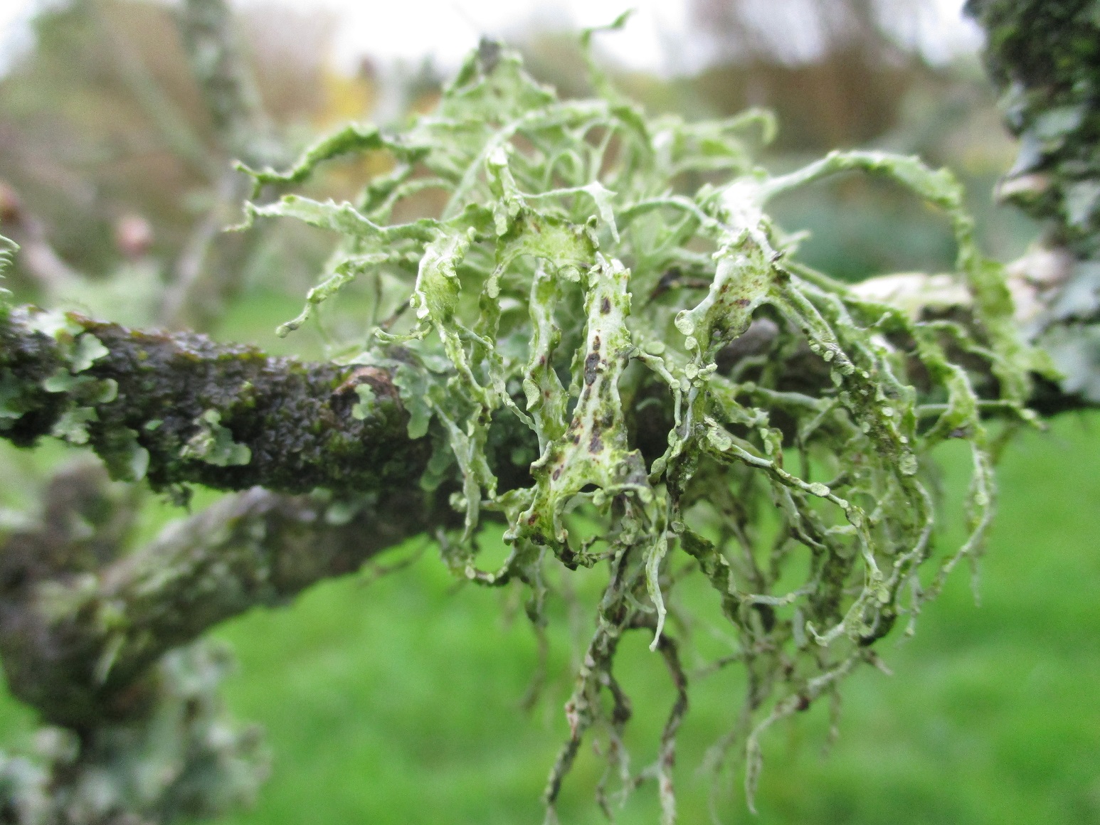 apple tree and lichen
