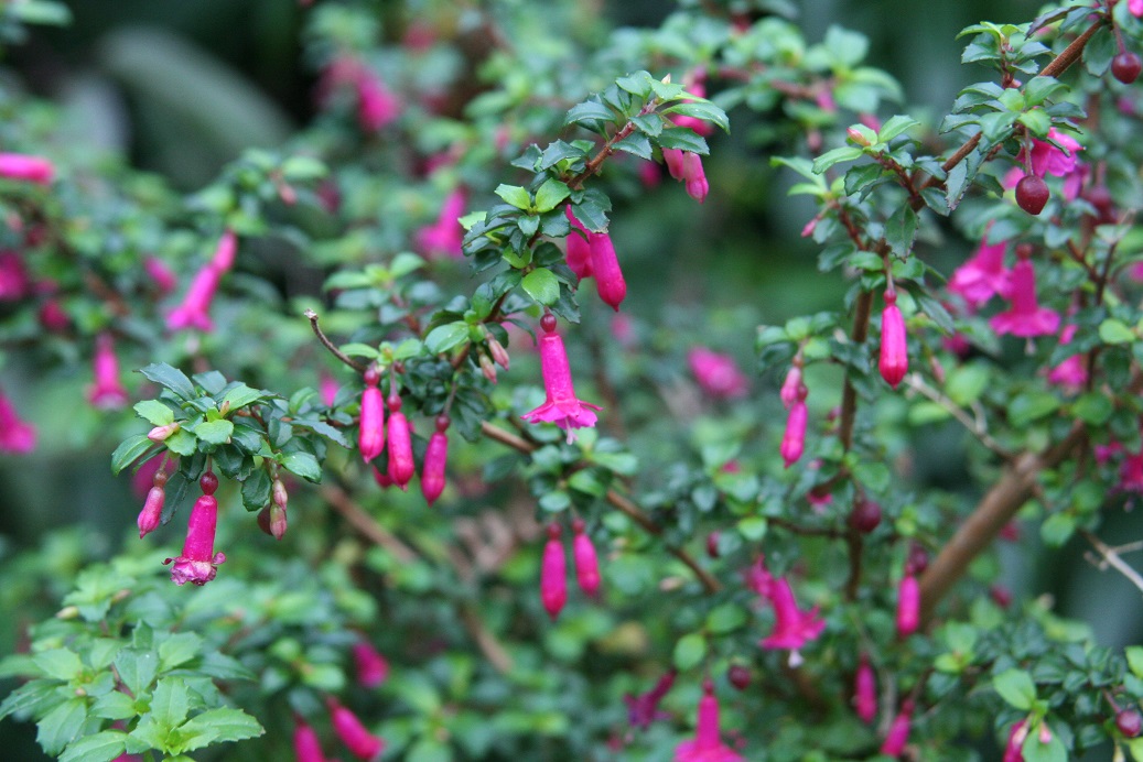 Fuchsia macrophylla