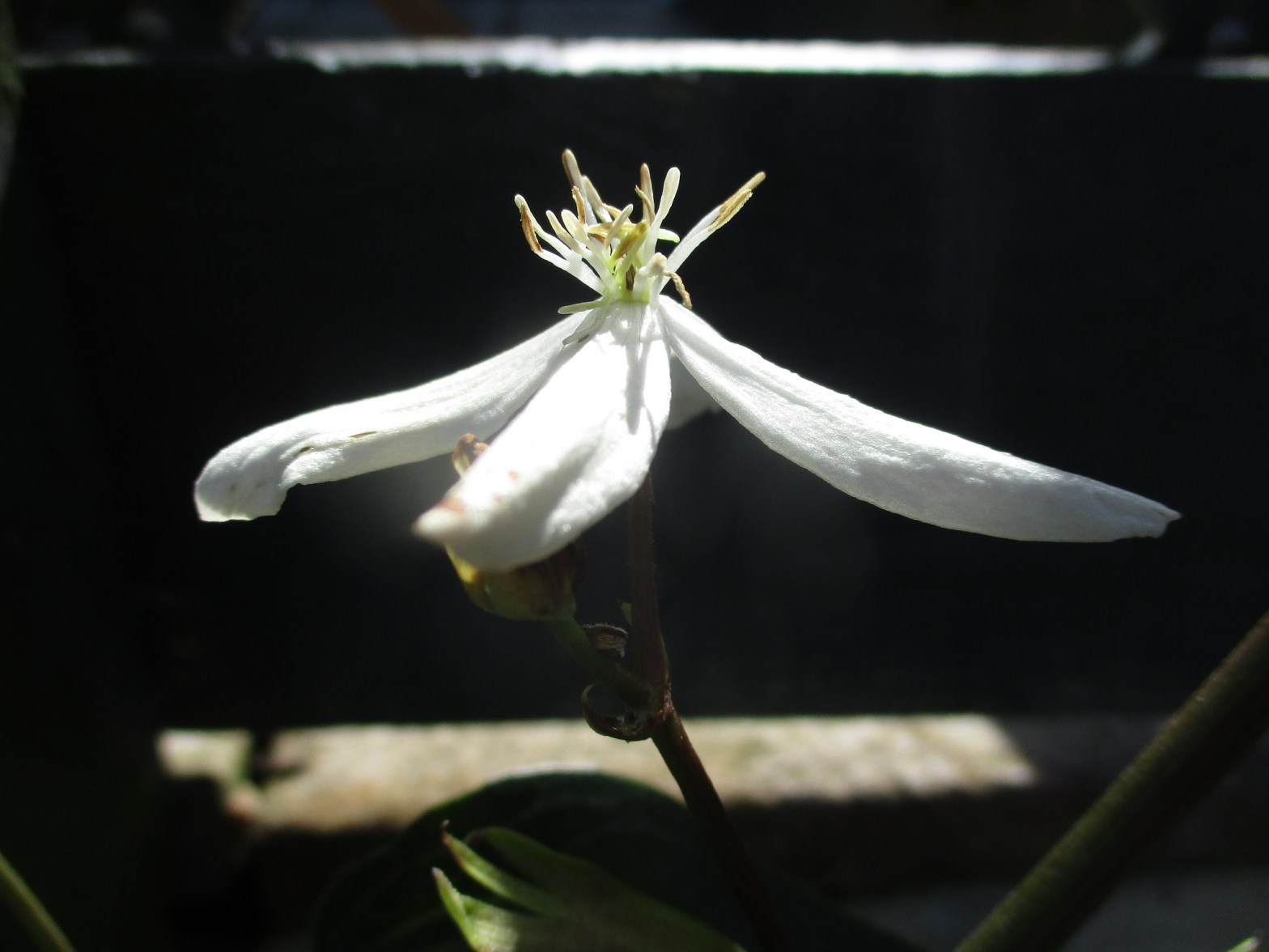Clematis armandii