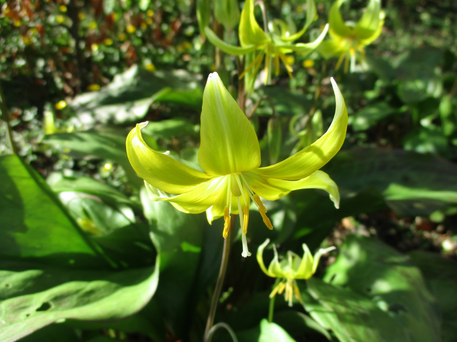 Erythronium Pagoda