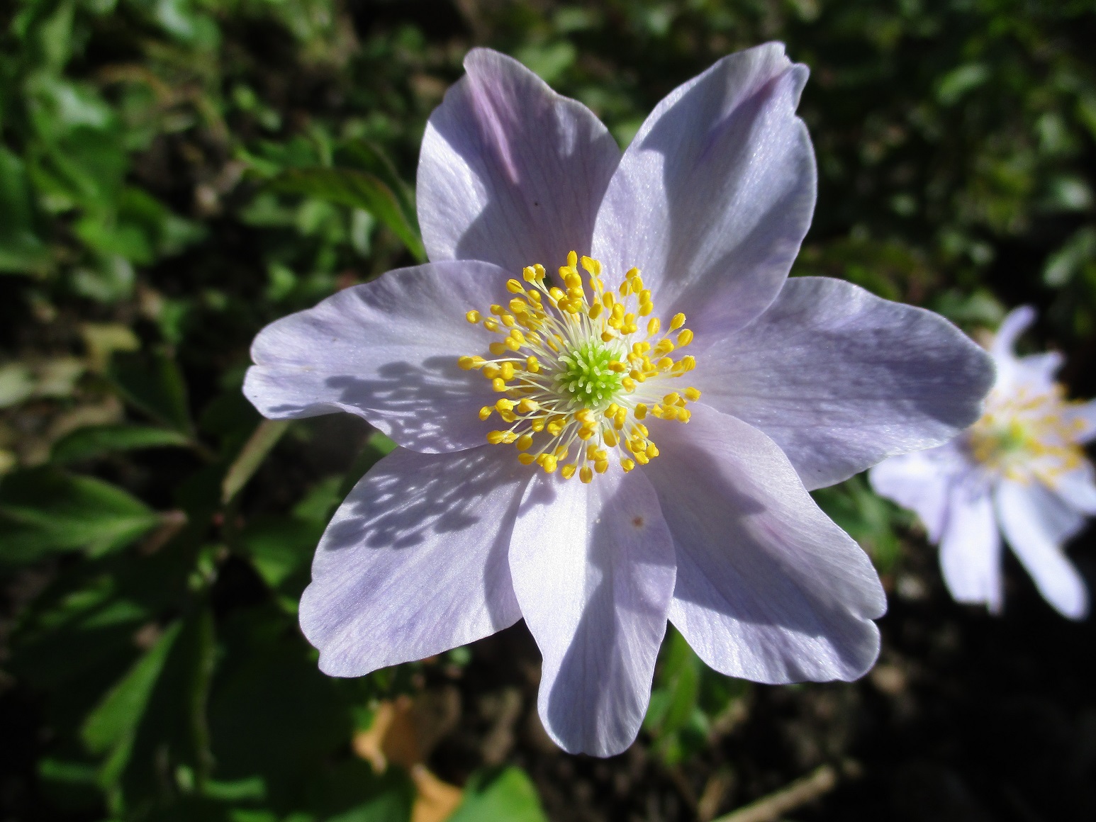 Anemone nemorosa 'Robinsoniana'