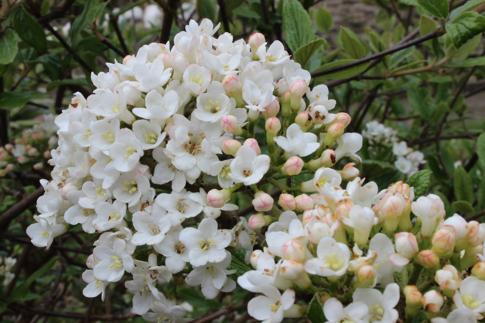 Virburnum x burkwoodii