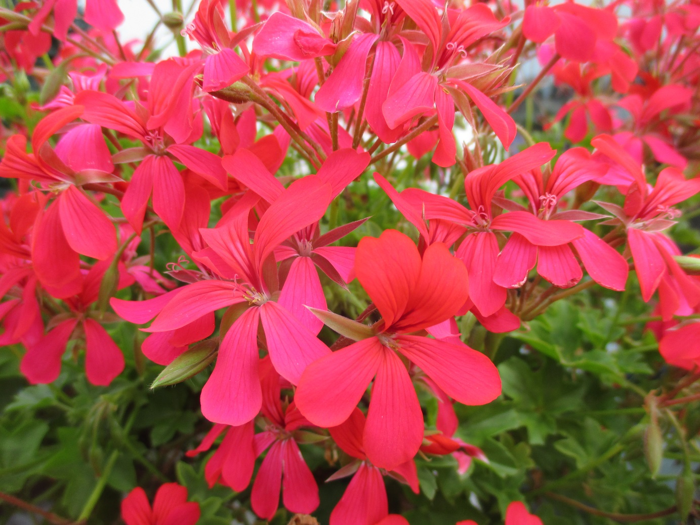 pelargonium