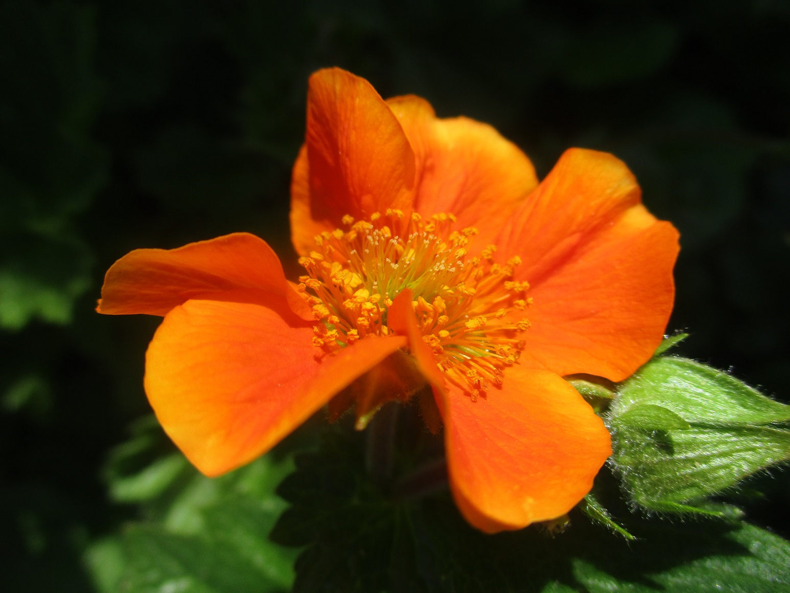 geum