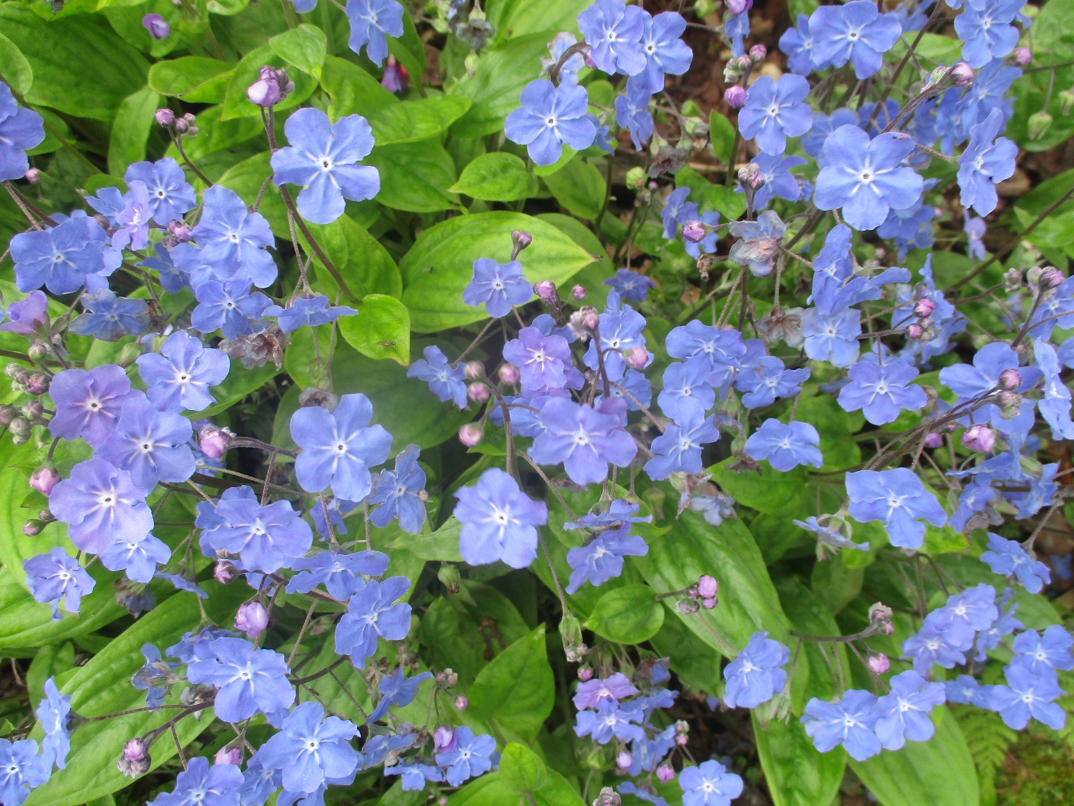 omphalodes