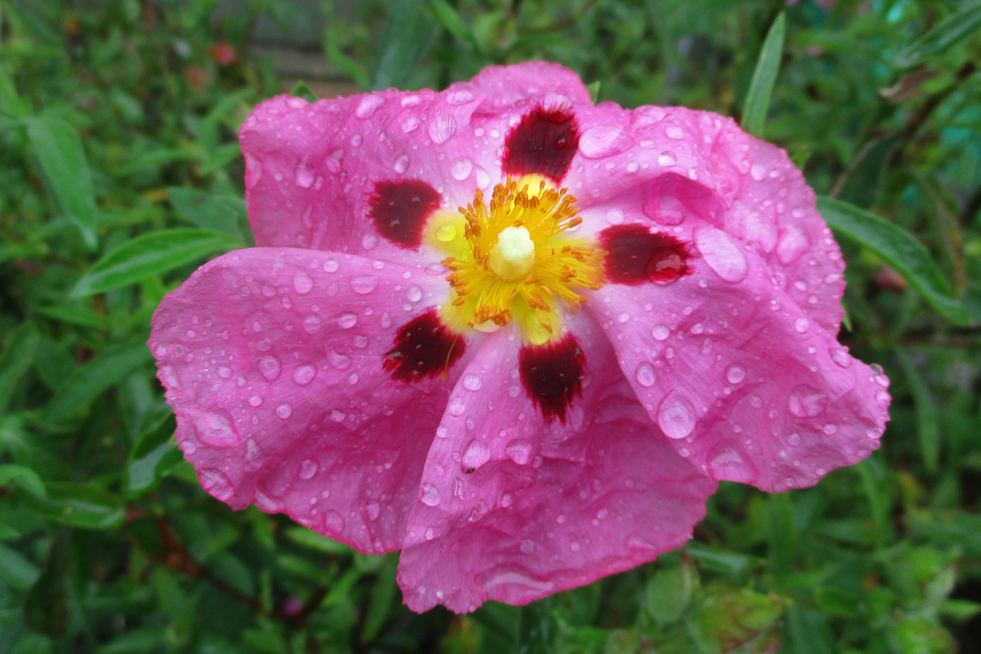 Cistus