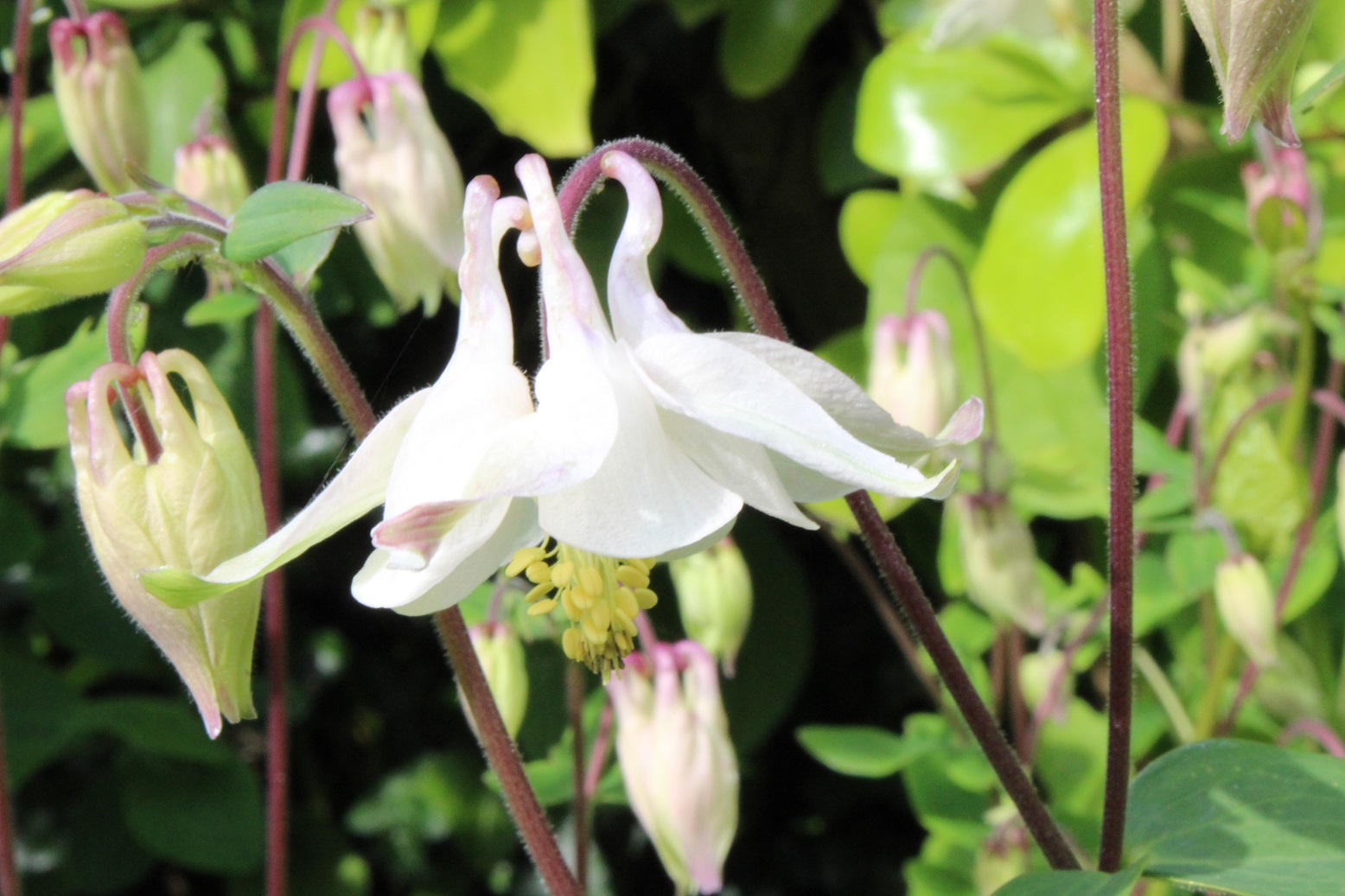aquilegia