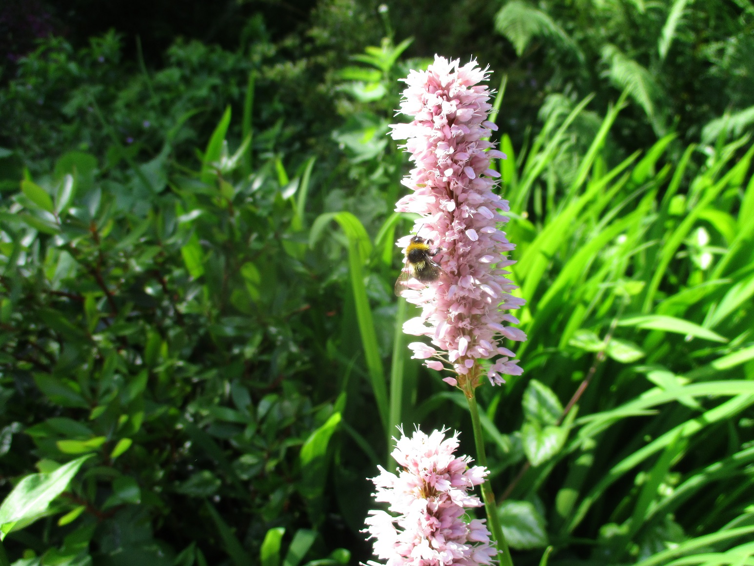 persicaria