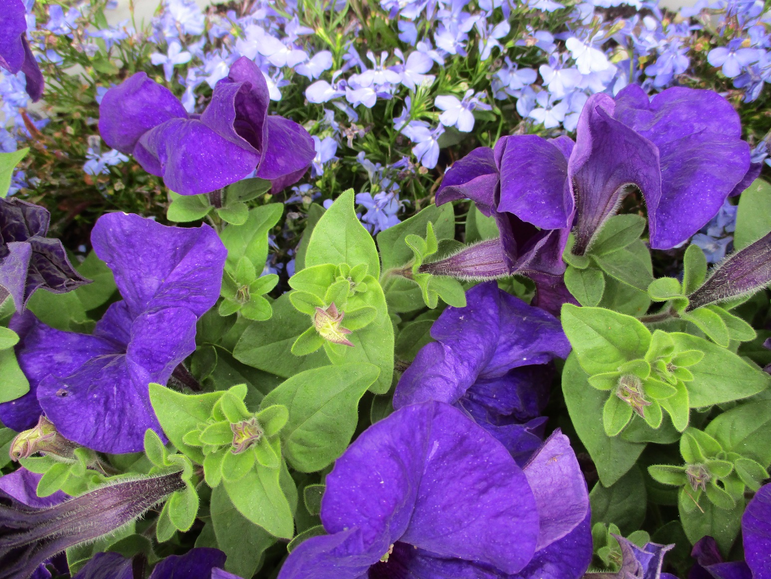 Petunia and lobelia