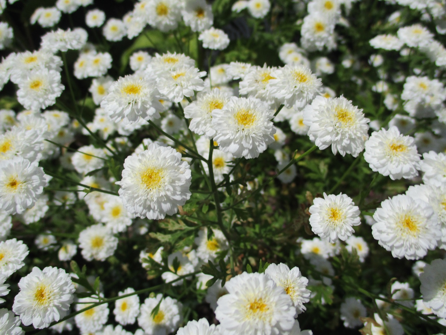 Tanacetum parthenium 'Flore pleno'
