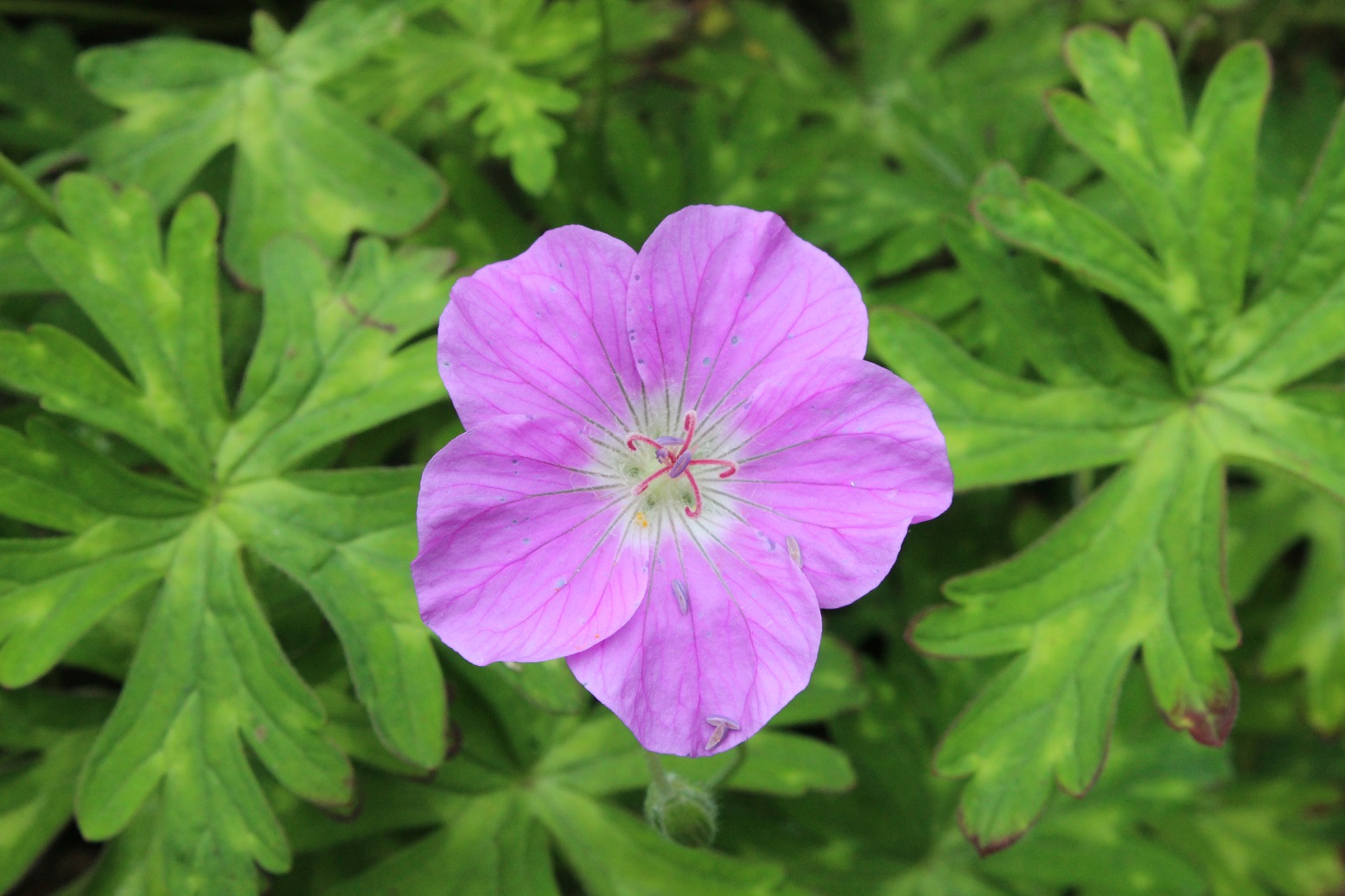 Geranium nodosum
