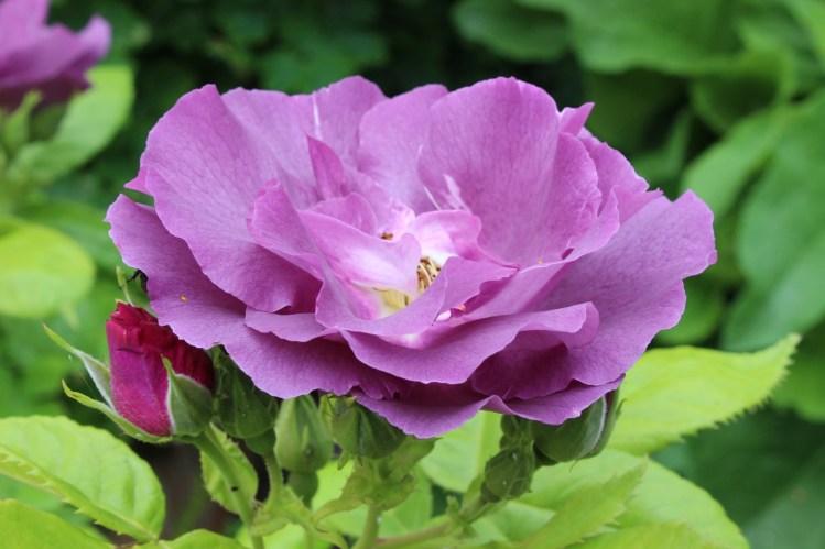 Rosa 'Rhapsody in Blue'