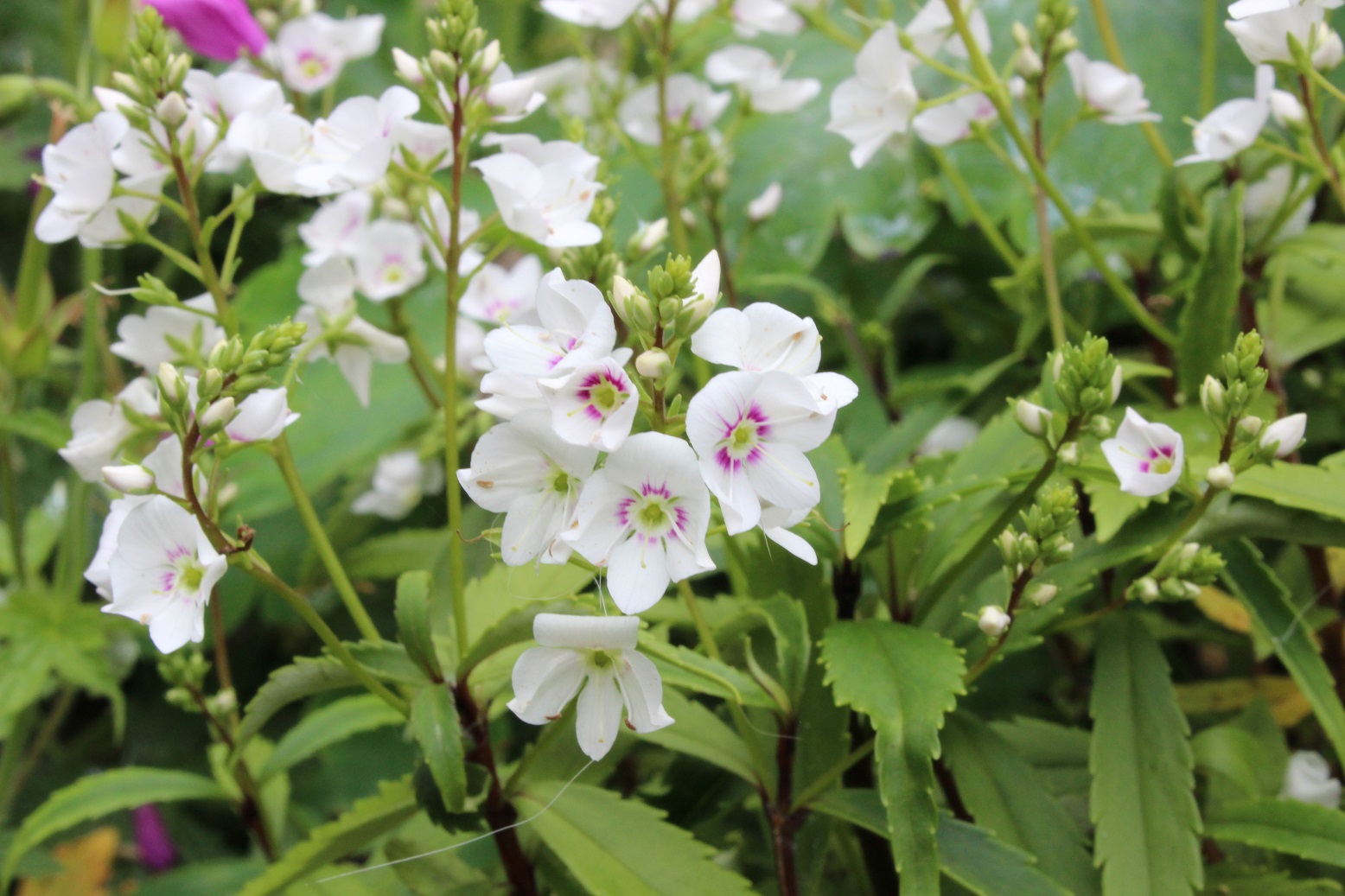 Parahebe 'Snow Clouds'