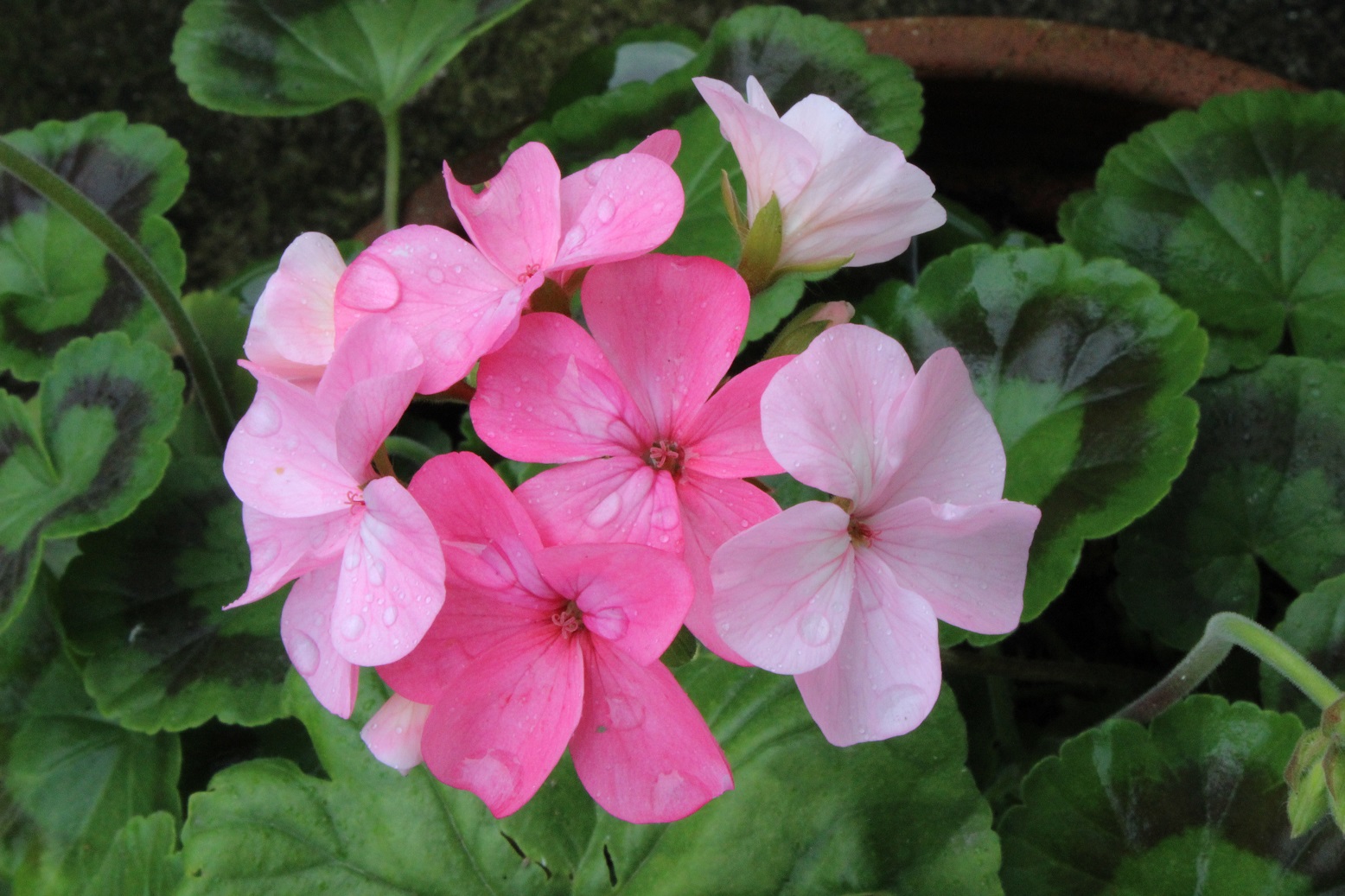 pelargonium