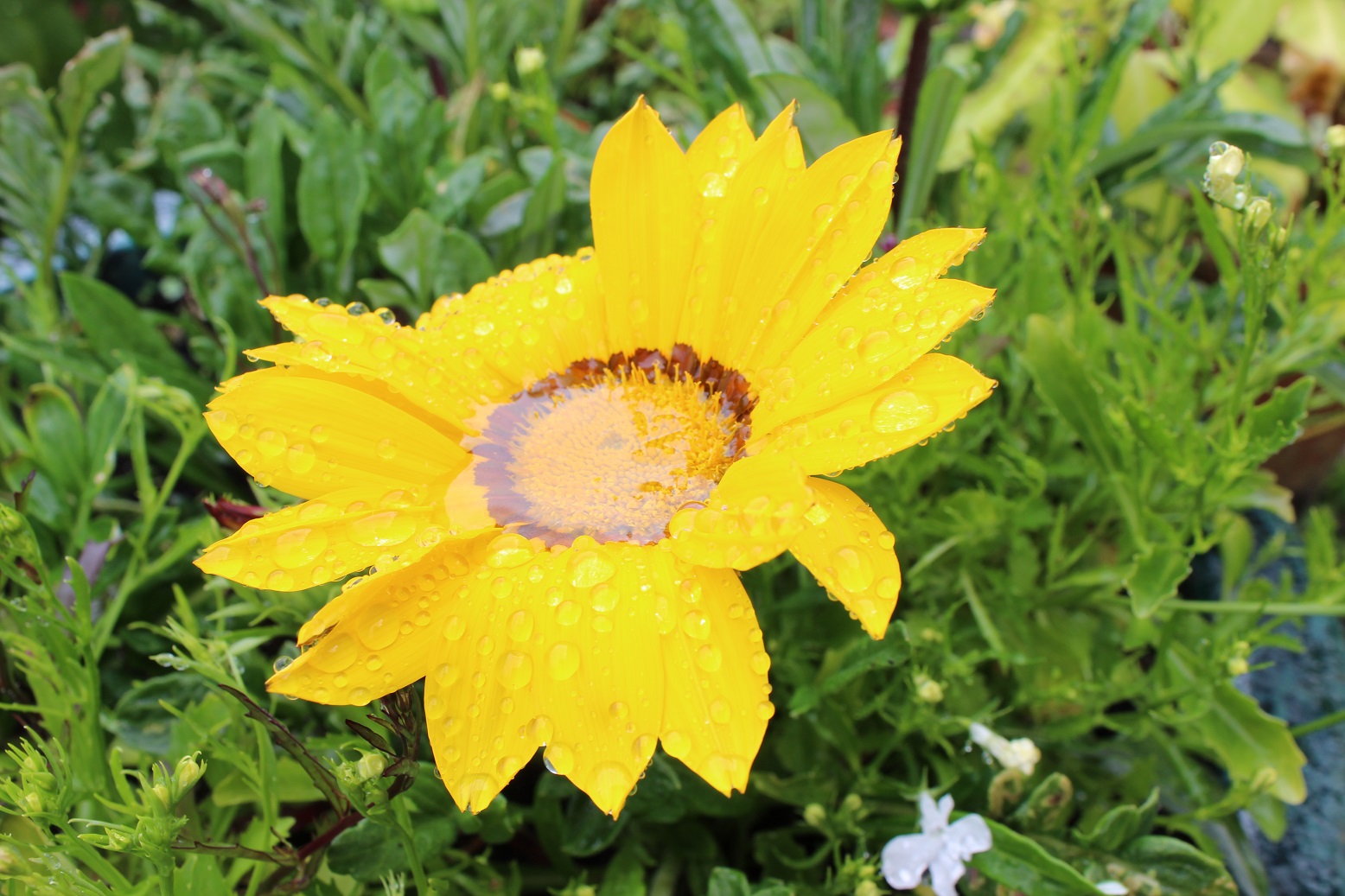 gazania