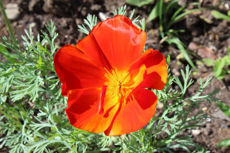 Eschscholtzia californica 'Red Chief'