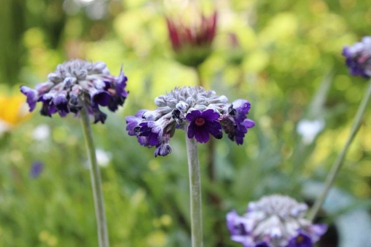 Primula capitata 'Noverna Deep Blue'