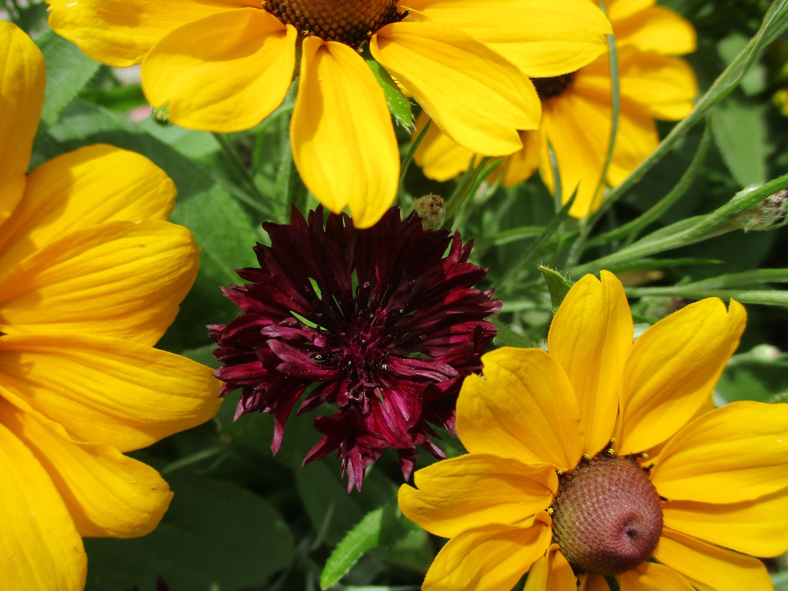 rudbeckia and cornflower