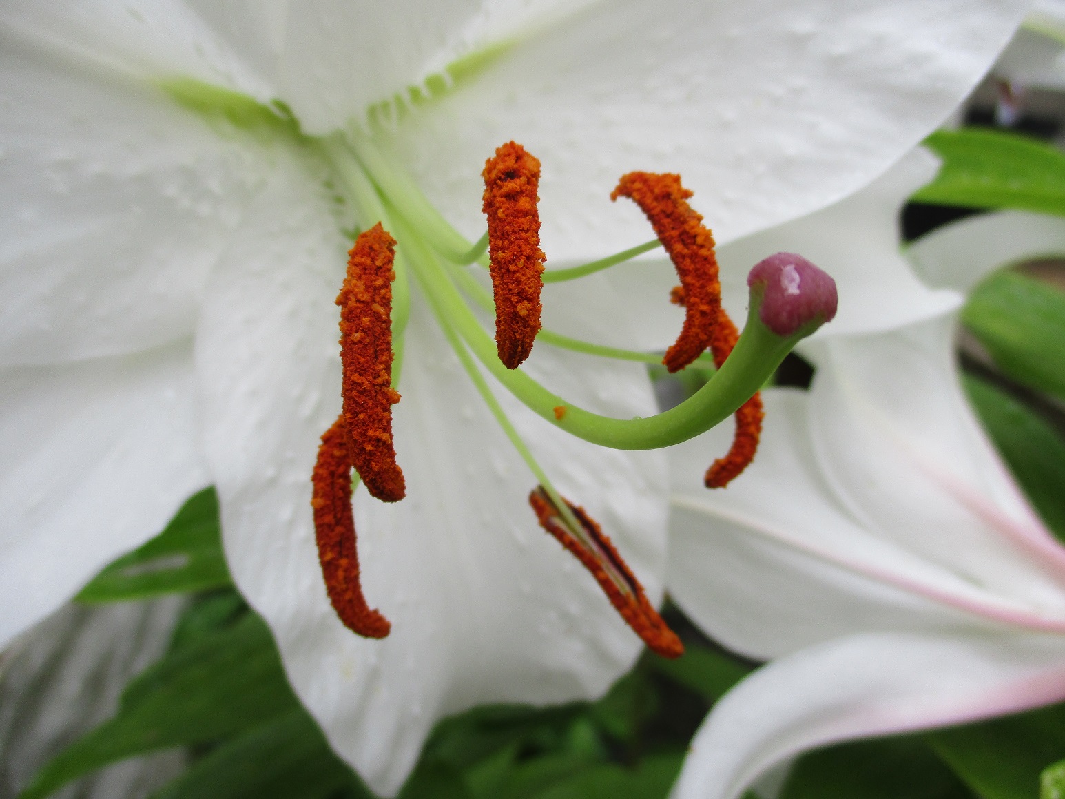 Lilium 'Casa Blanca'